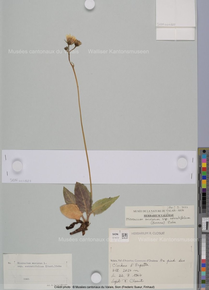Hieracium murorum subsp. serratifolium