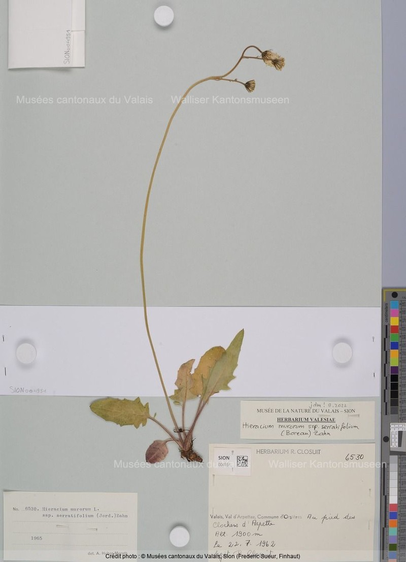 Hieracium murorum subsp. serratifolium photo 2
