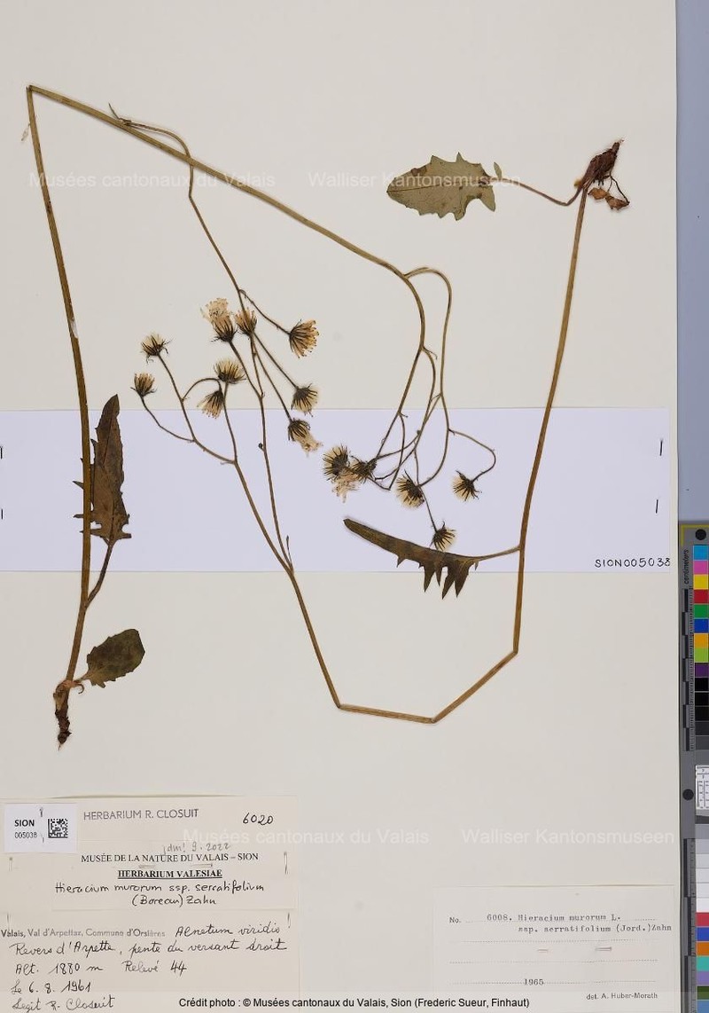Hieracium murorum subsp. serratifolium photo 3
