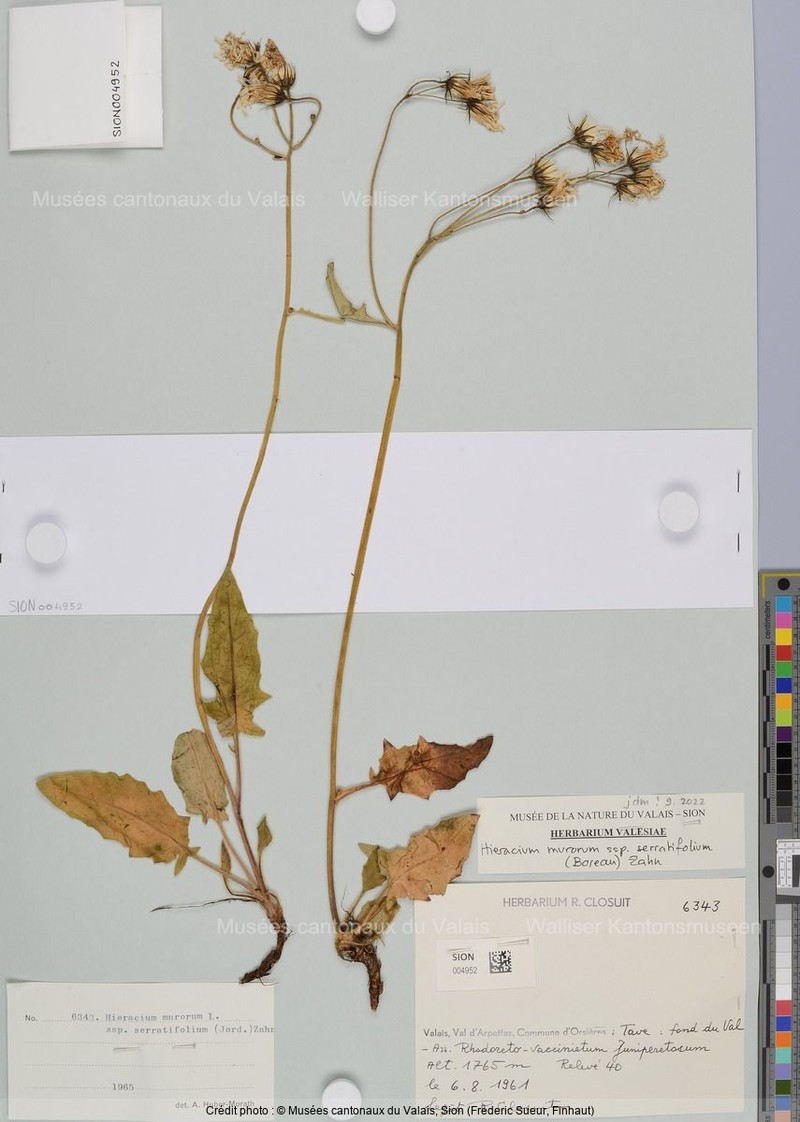 Hieracium murorum subsp. serratifolium photo 4