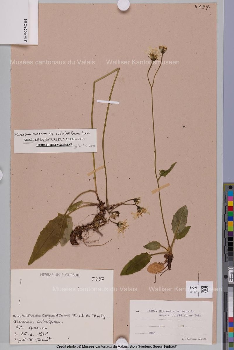 Hieracium murorum subsp. subbifidiforme