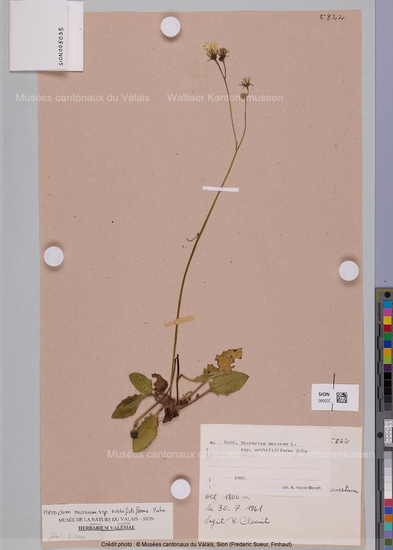 Hieracium murorum subsp. subbifidiforme photo 2