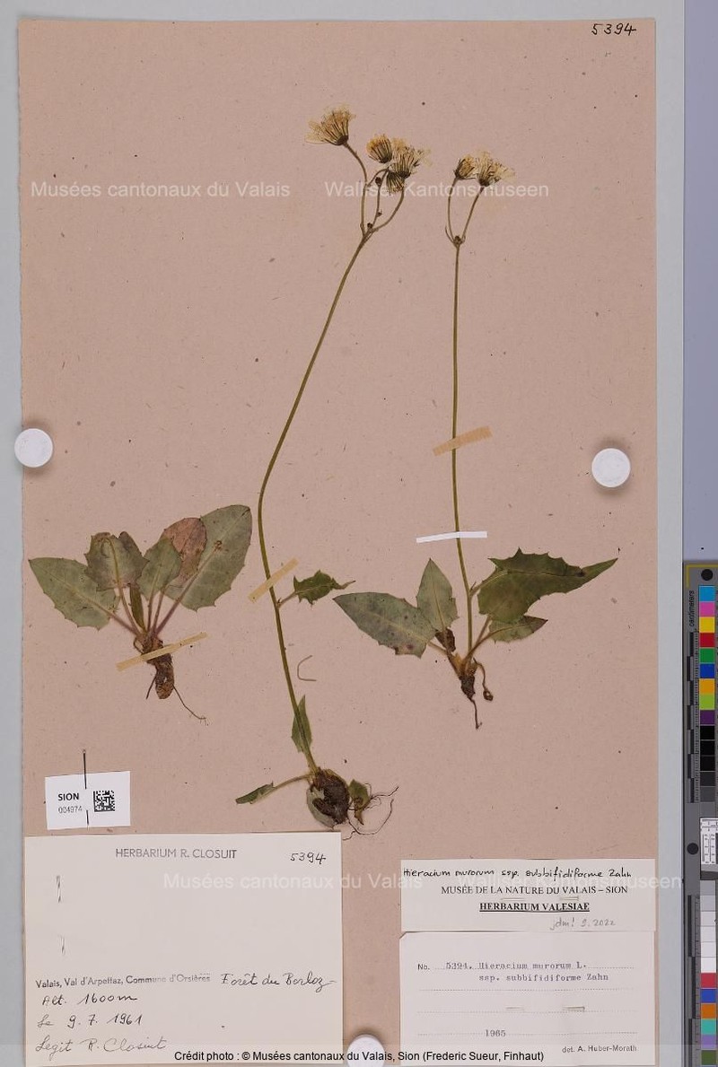 Hieracium murorum subsp. subbifidiforme photo 3