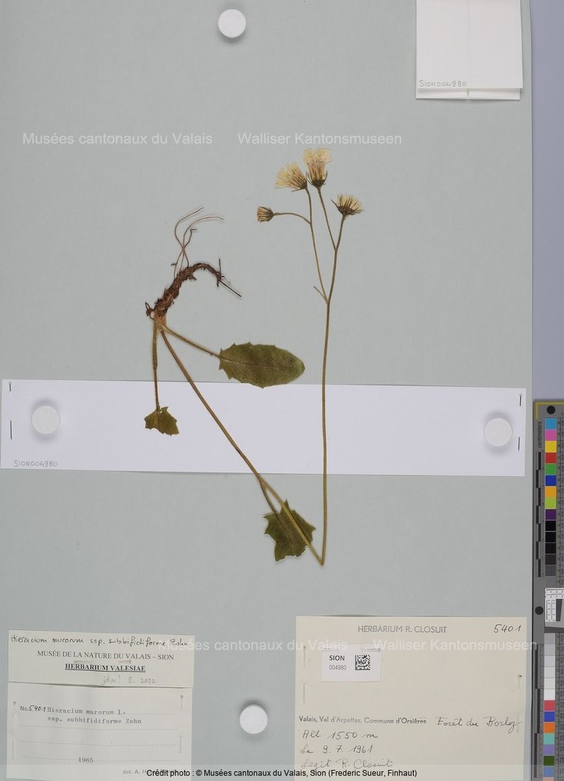 Hieracium murorum subsp. subbifidiforme photo 4