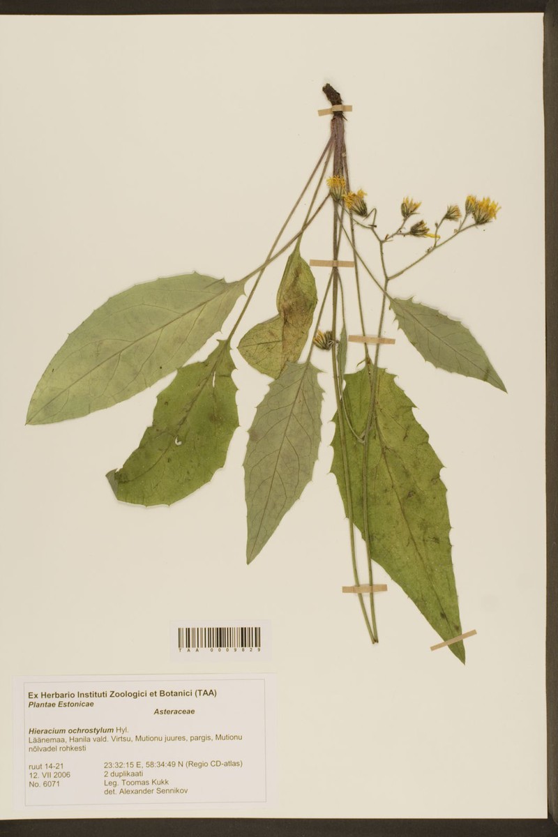 Hieracium murorum subsp. subcrispatum