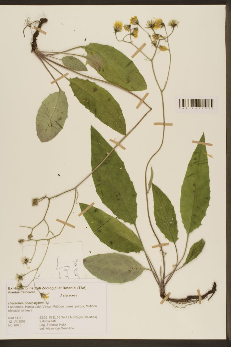 Hieracium murorum subsp. subcrispatum photo 2