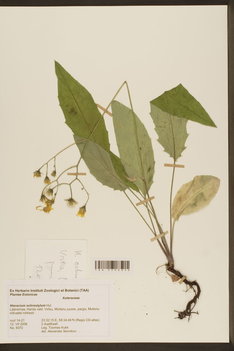 Hieracium murorum subsp. subcrispatum photo 3