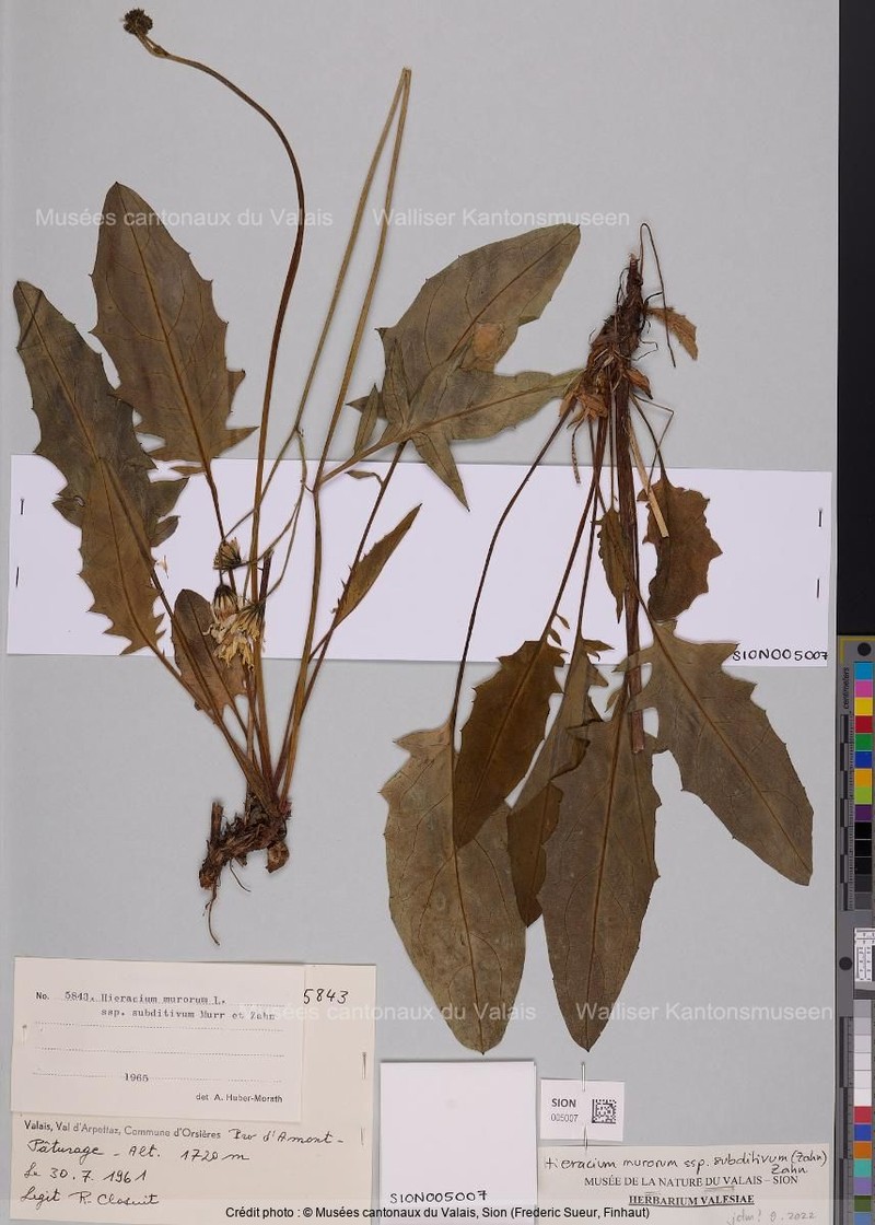 Hieracium murorum subsp. subditivum
