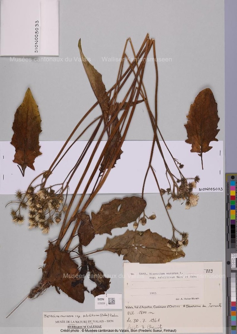 Hieracium murorum subsp. subditivum photo 2