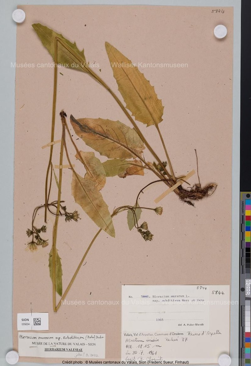 Hieracium murorum subsp. subditivum photo 3