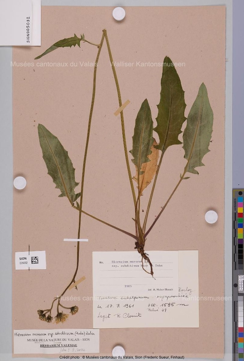 Hieracium murorum subsp. subditivum photo 4