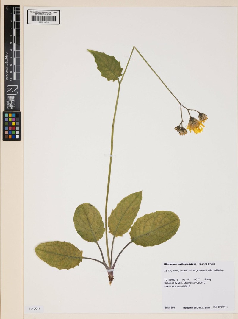 Hieracium murorum subsp. sublepistoides