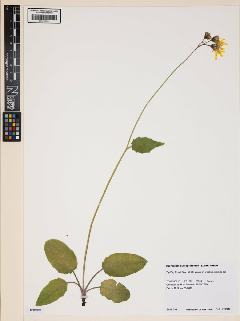 Hieracium murorum subsp. sublepistoides photo 2