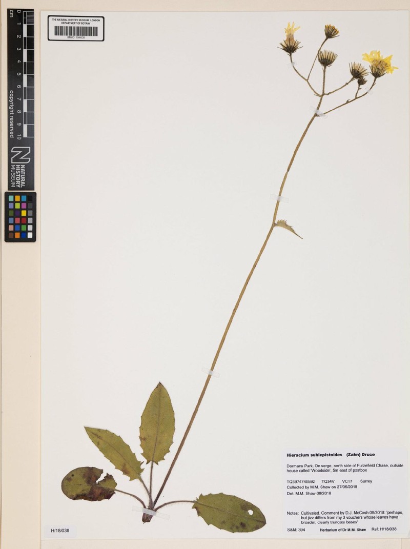Hieracium murorum subsp. sublepistoides photo 3
