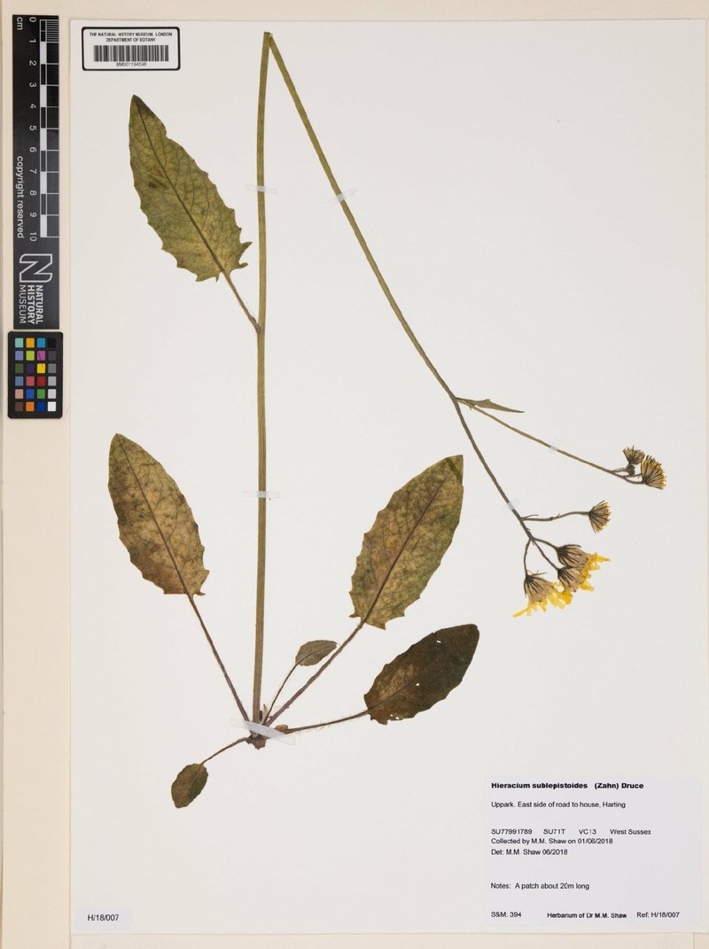 Hieracium murorum subsp. sublepistoides photo 4
