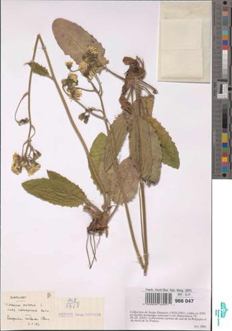 Hieracium murorum subsp. subnemorense