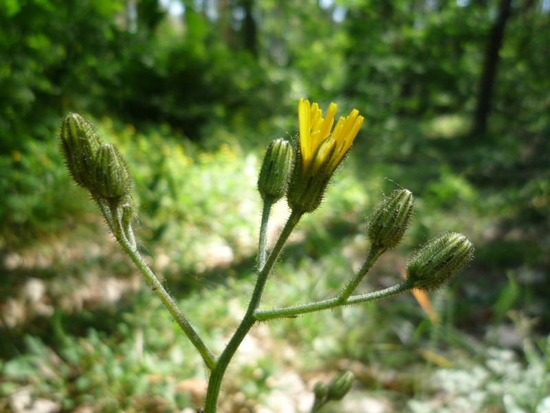 Hieracium murorum subsp. sylvivagum