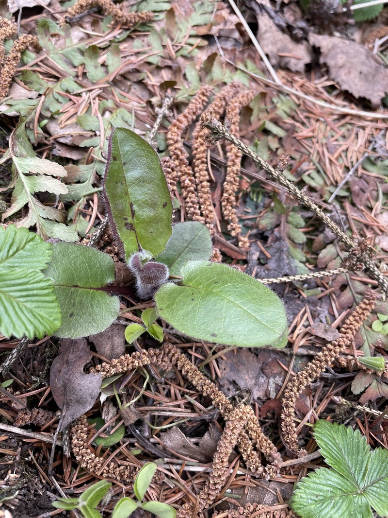 Hieracium murorum subsp. sylvularum