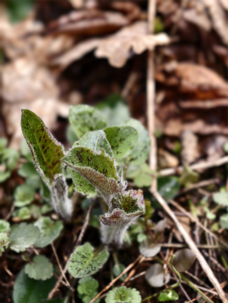 Hieracium murorum subsp. sylvularum photo 2