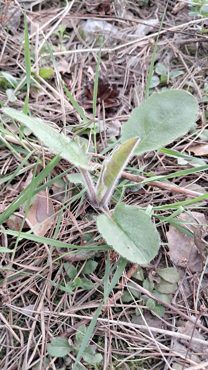 Hieracium murorum subsp. sylvularum photo 3