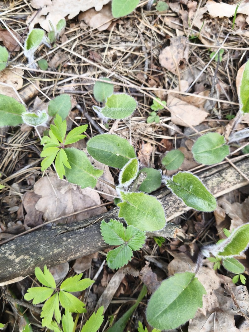 Hieracium murorum subsp. sylvularum photo 4