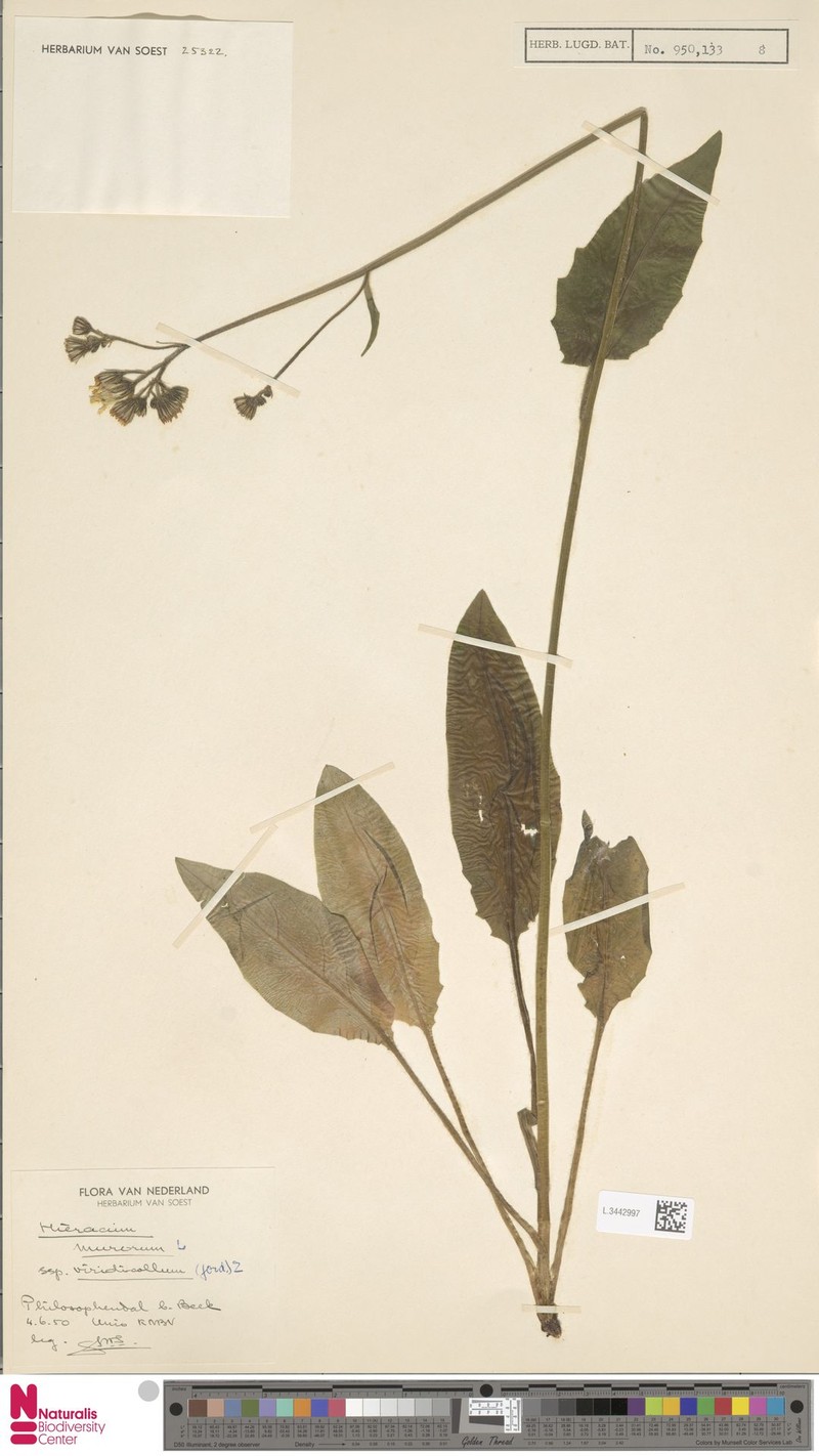Hieracium murorum subsp. viridicollum