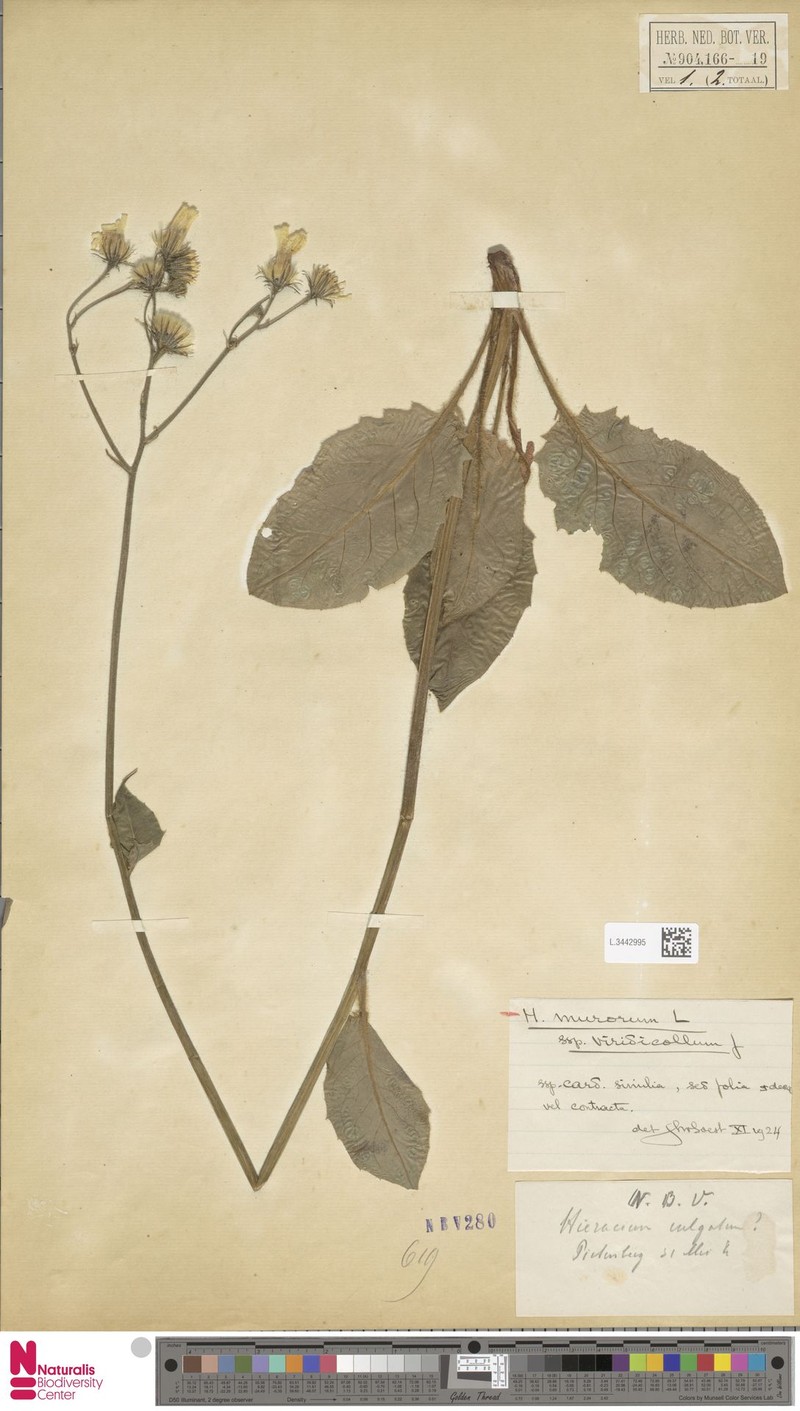 Hieracium murorum subsp. viridicollum photo 2