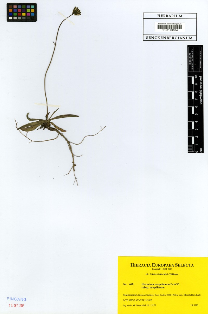 Hieracium naegelianum