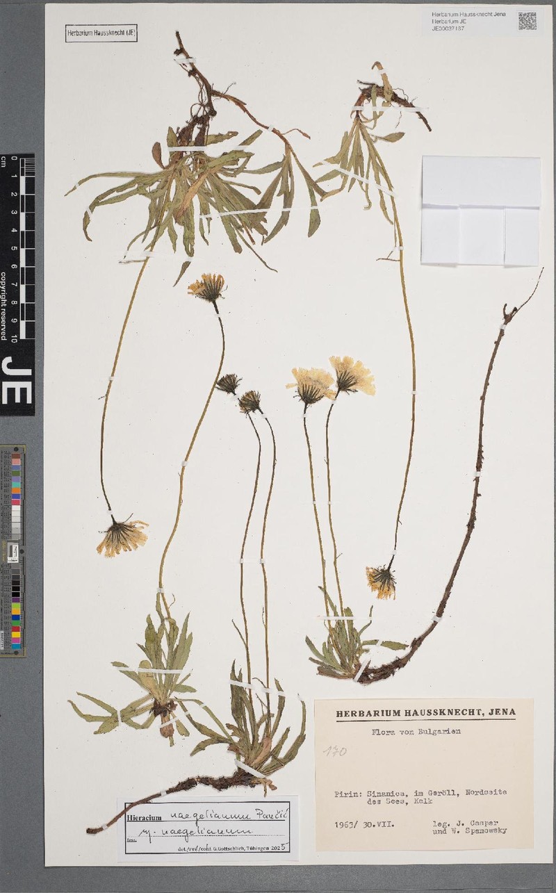 Hieracium naegelianum photo 2