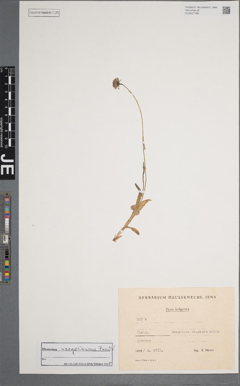 Hieracium naegelianum photo 3