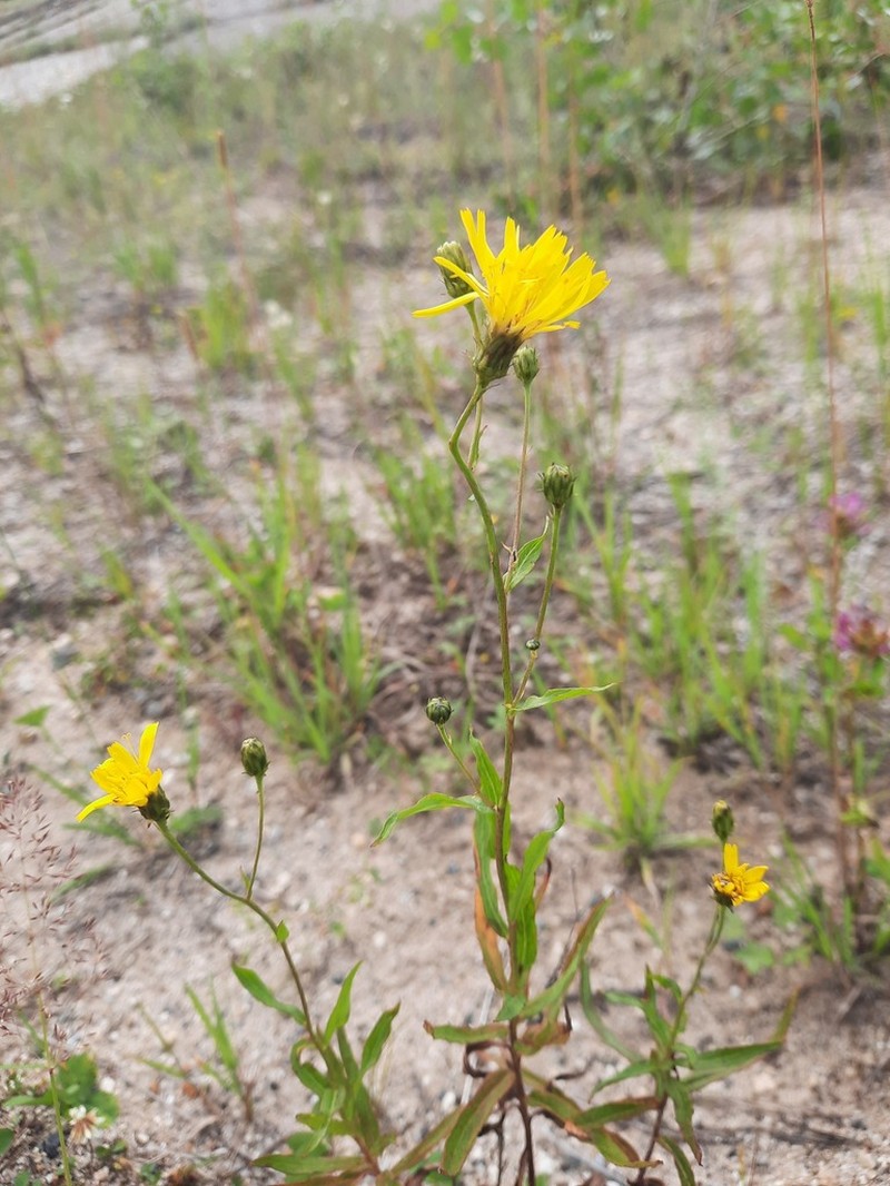 Hieracium narymense