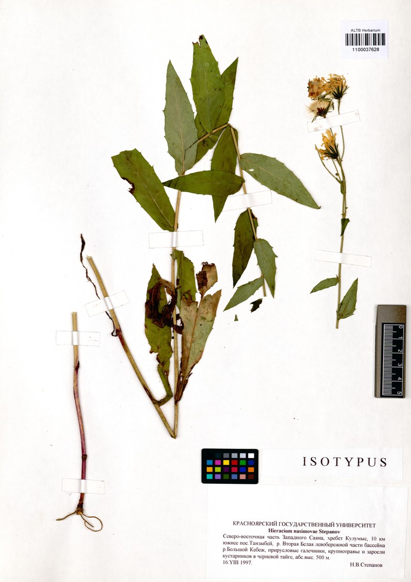 Hieracium nasimovae photo 2