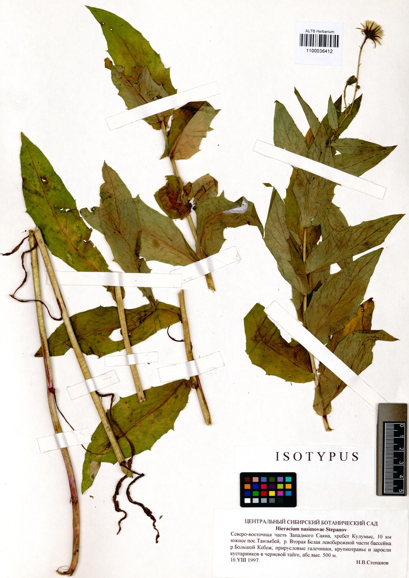 Hieracium nasimovae photo 3