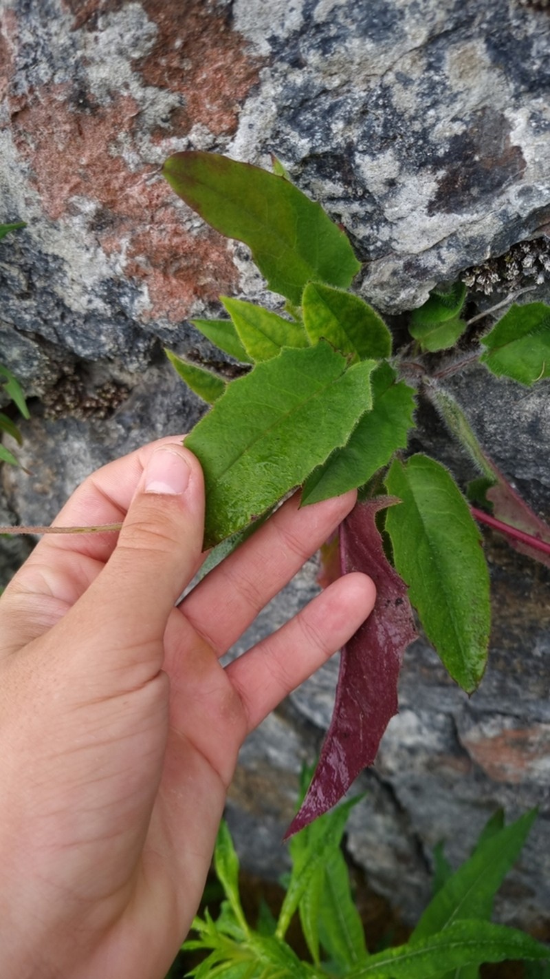 Hieracium naviense photo 2