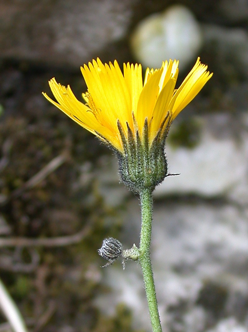 Hieracium naviense