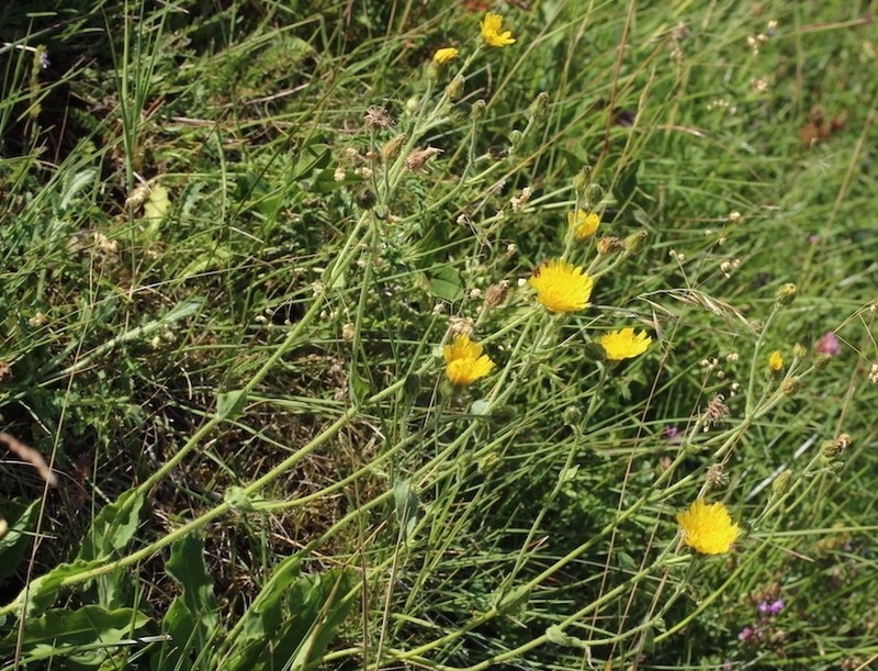 Hieracium neocerinthe