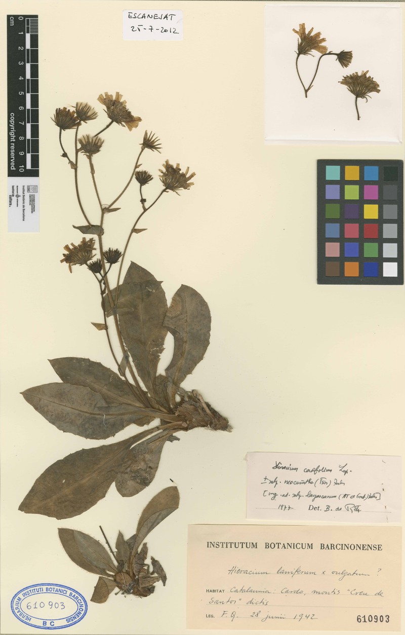 Hieracium neocerinthe photo 2
