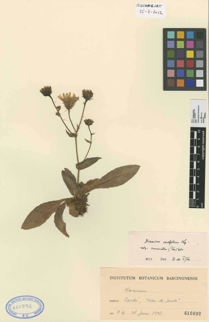 Hieracium neocerinthe photo 3