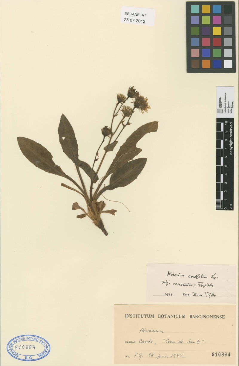 Hieracium neocerinthe photo 4