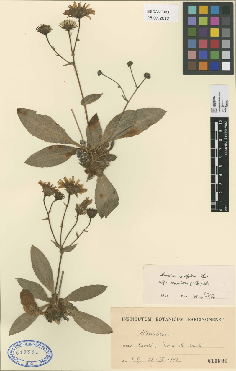 Hieracium neocerinthe photo 5