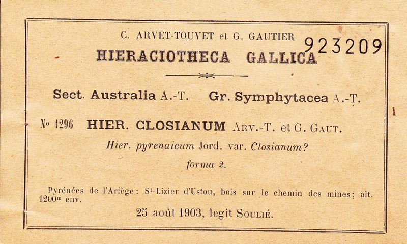 Hieracium neoclosianum
