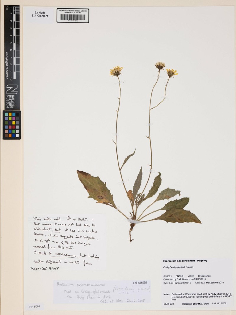 Hieracium neocoracinum