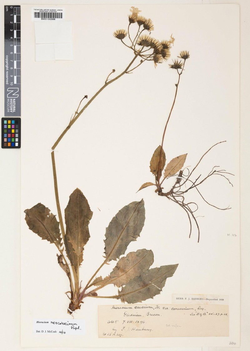 Hieracium neocoracinum photo 2