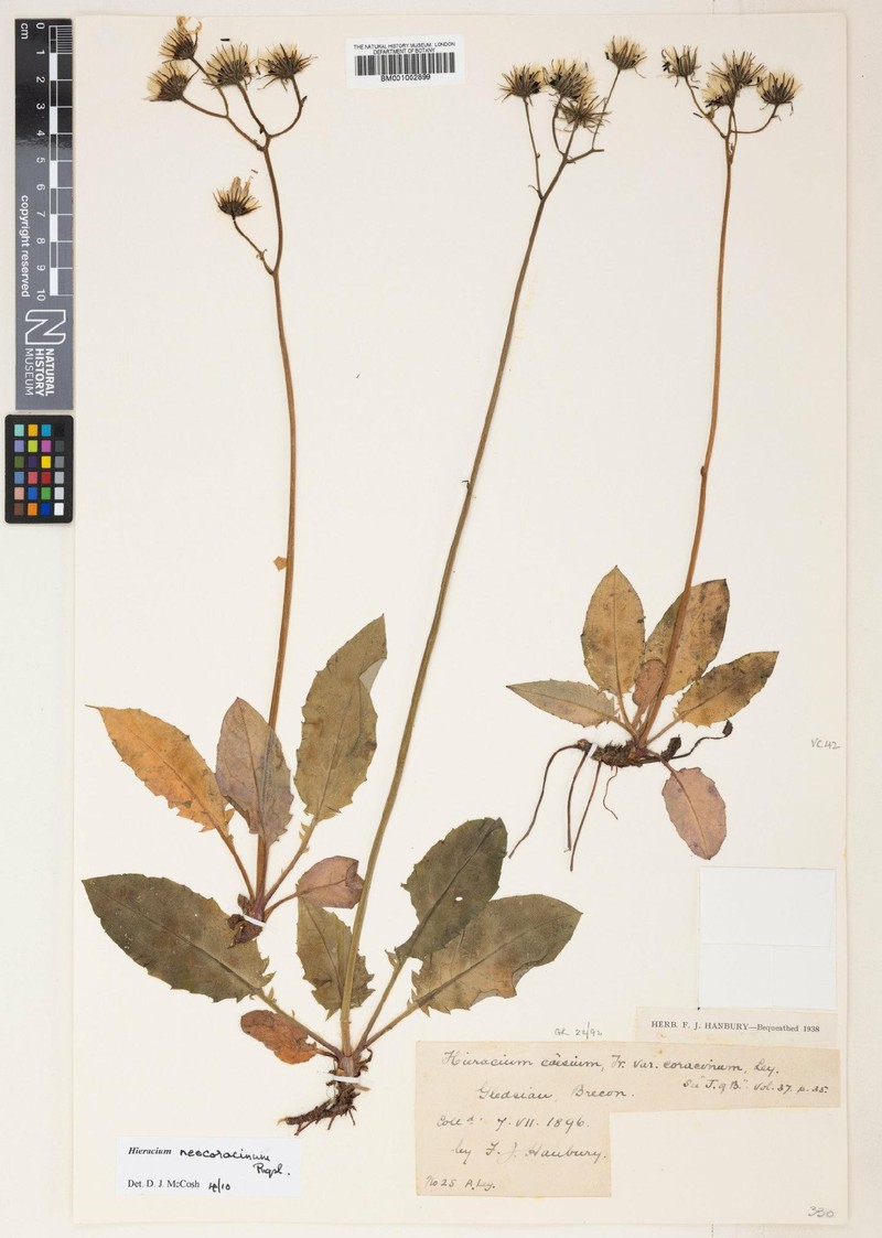 Hieracium neocoracinum photo 3