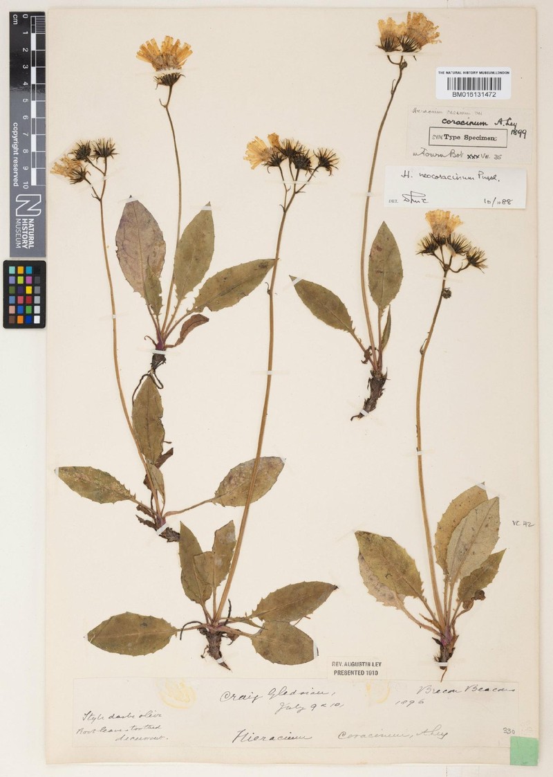 Hieracium neocoracinum photo 4