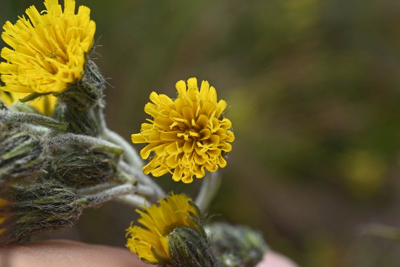 Hieracium neoherrerae