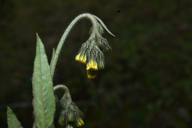 Hieracium neoherrerae photo 2