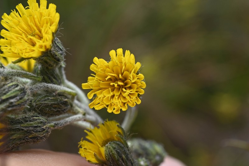 Hieracium neoherrerae photo 4