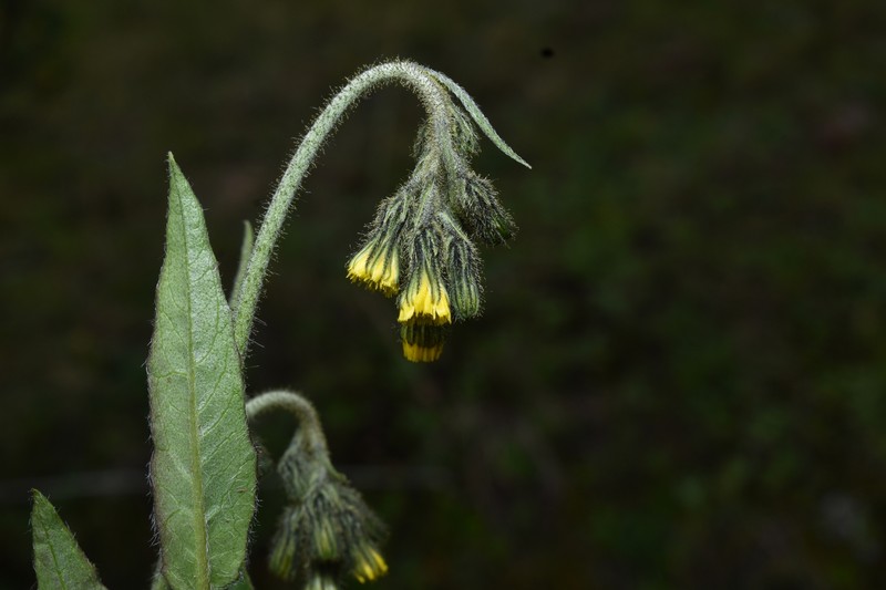 Hieracium neoherrerae photo 5