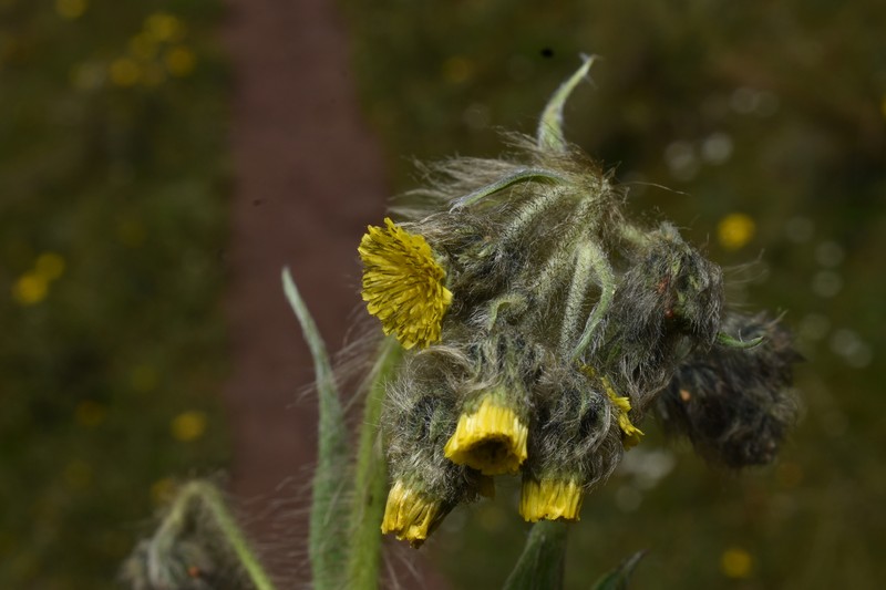Hieracium neoherrerae photo 6